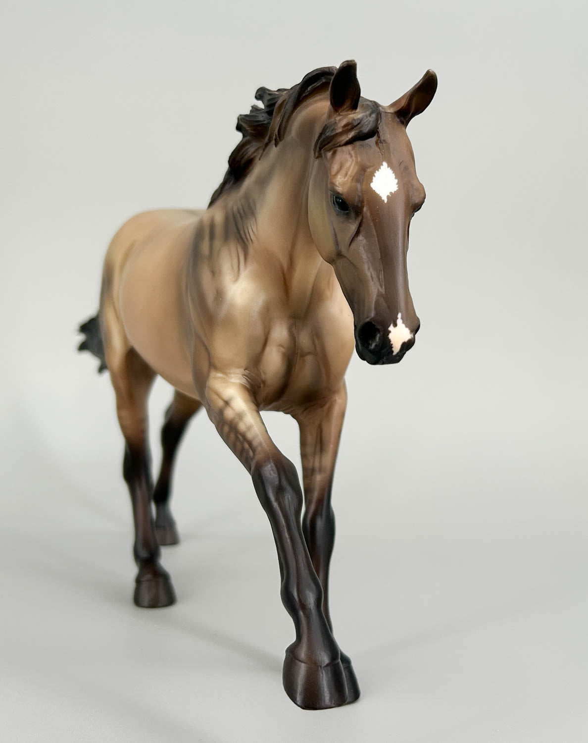 Australian Stock Horse ~ Merle - Tractor Supply SR (sale for charity)