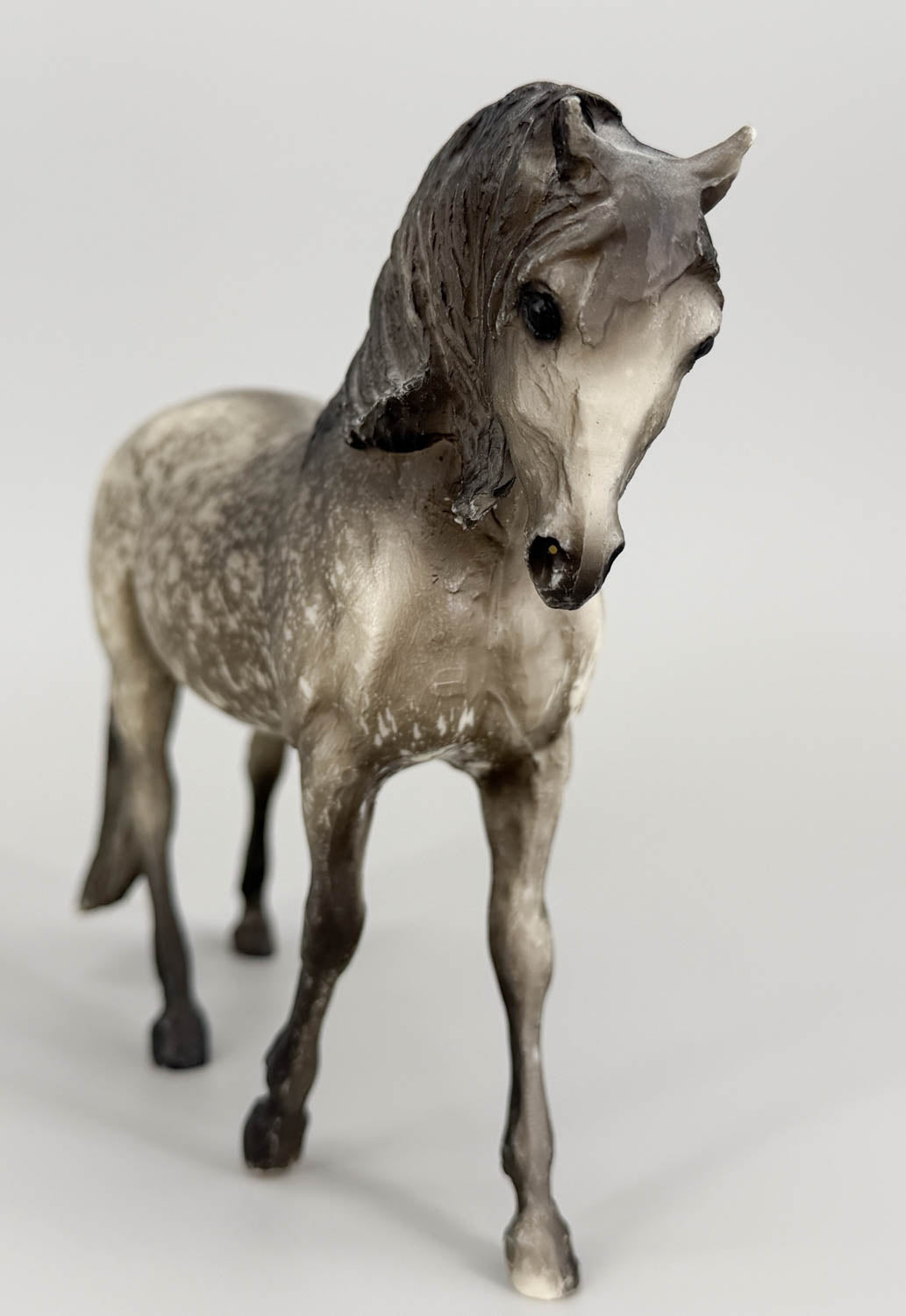 Andalusian Mare, Dapple Grey (sale for charity)