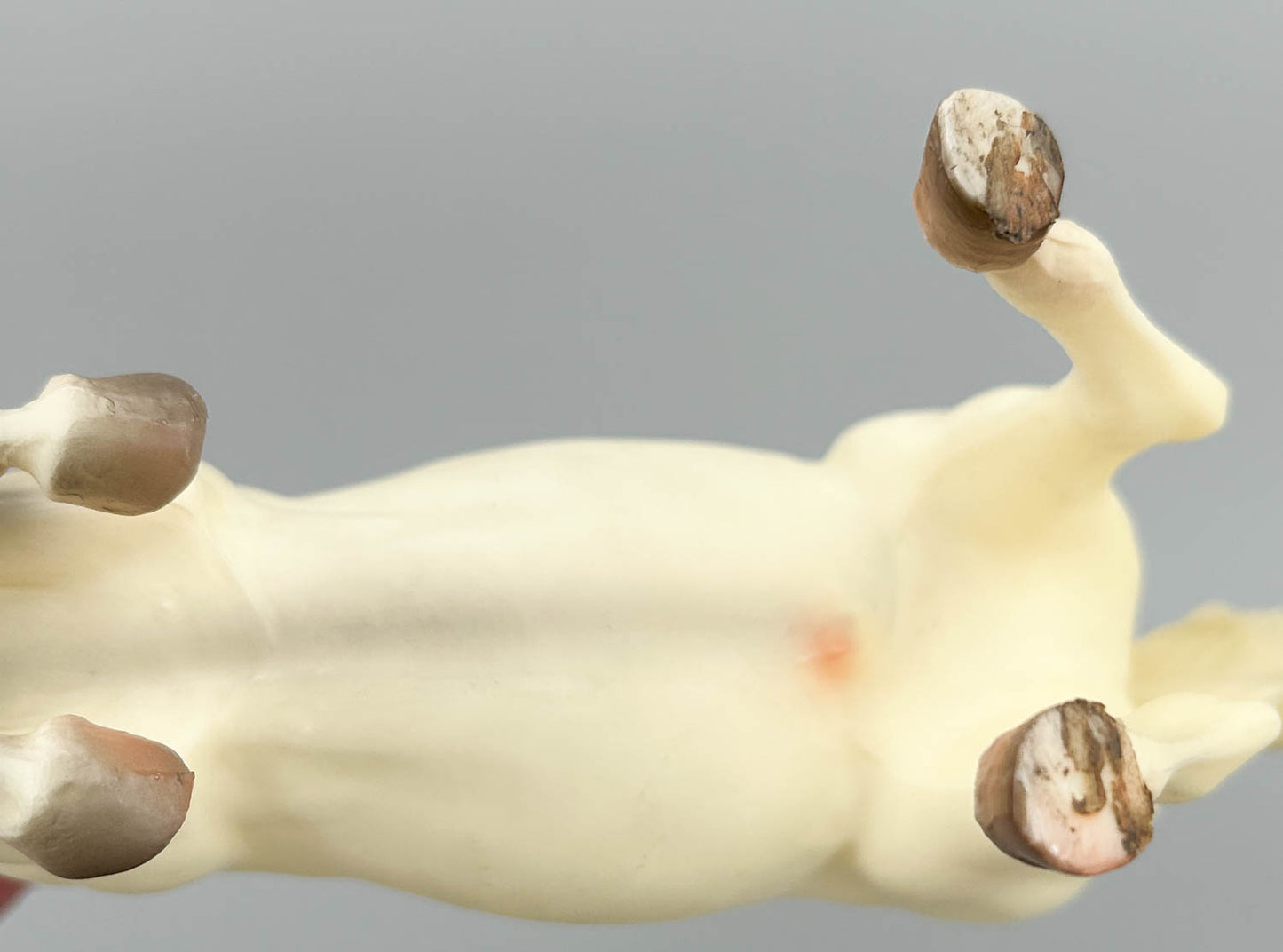 Lipizzan Stallion ~ Royal Lipizzaner (Original Release) - Variation (sale for charity)