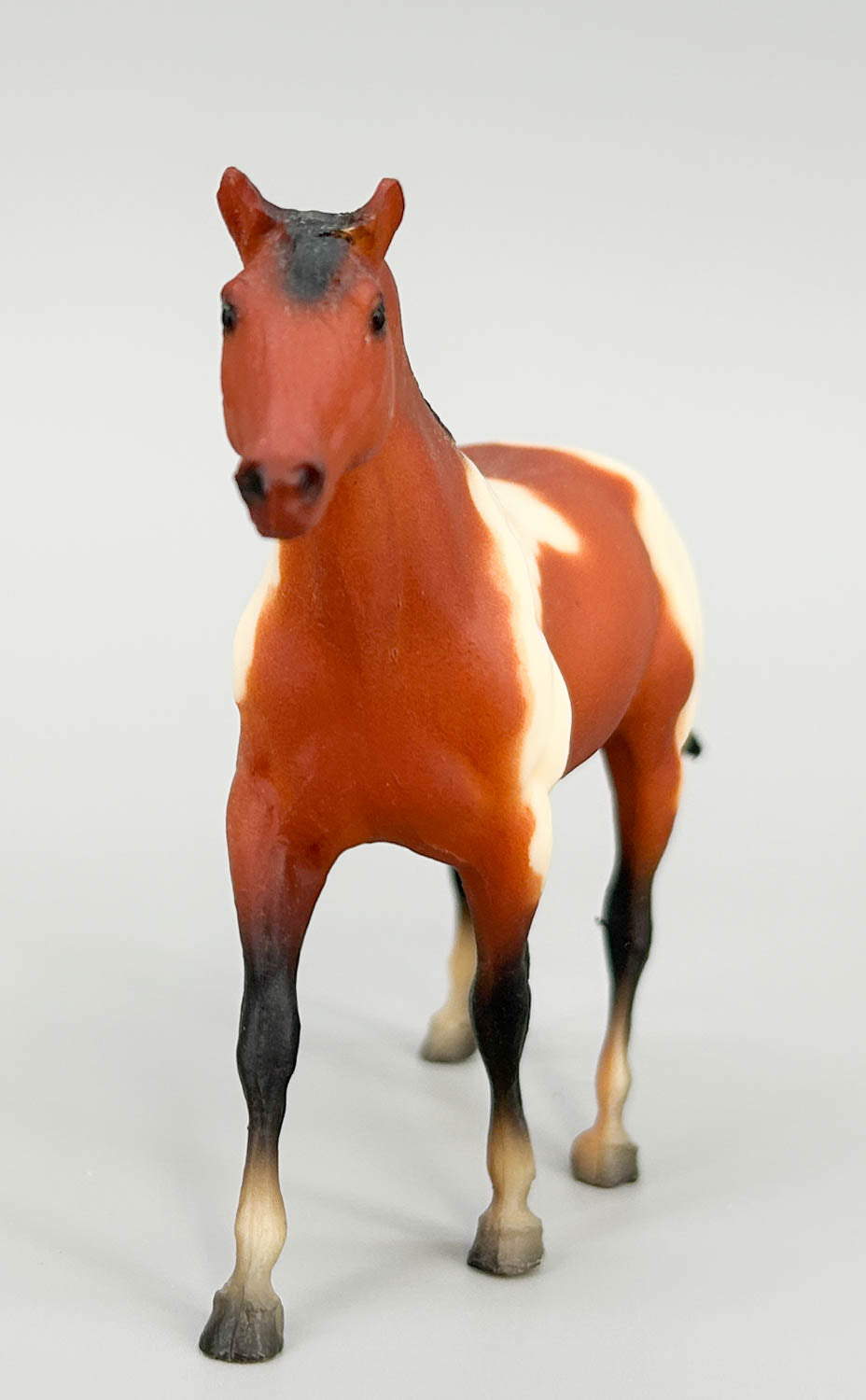 Quarter Horse Stallion, Bay Pinto (sale for charity)