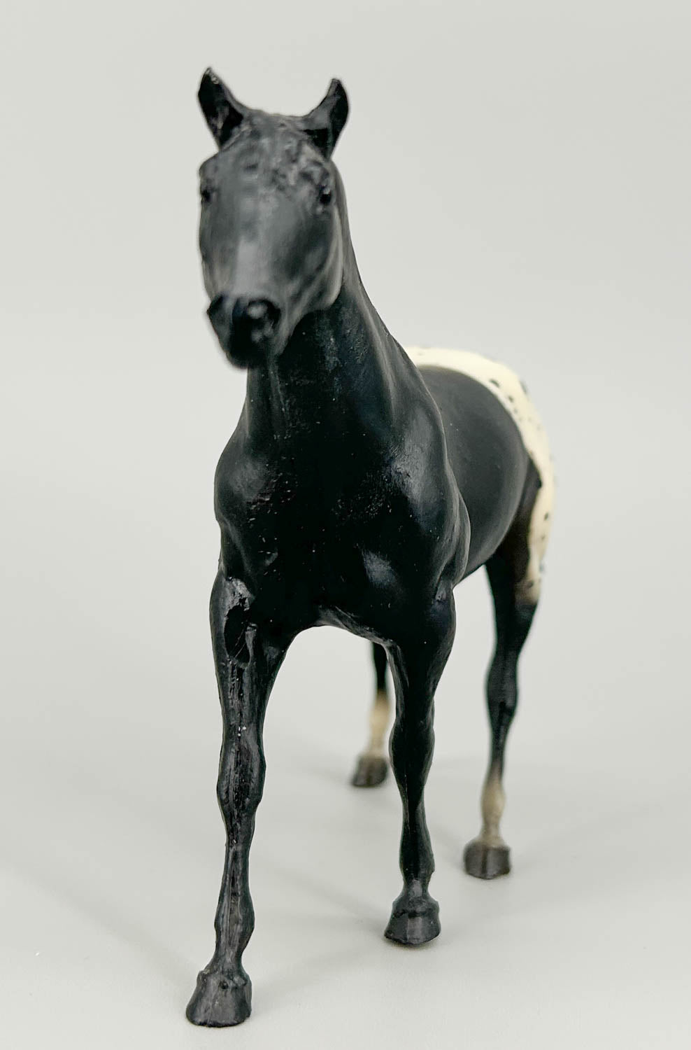 Quarter Horse Stallion, Black Appaloosa (sale for charity)