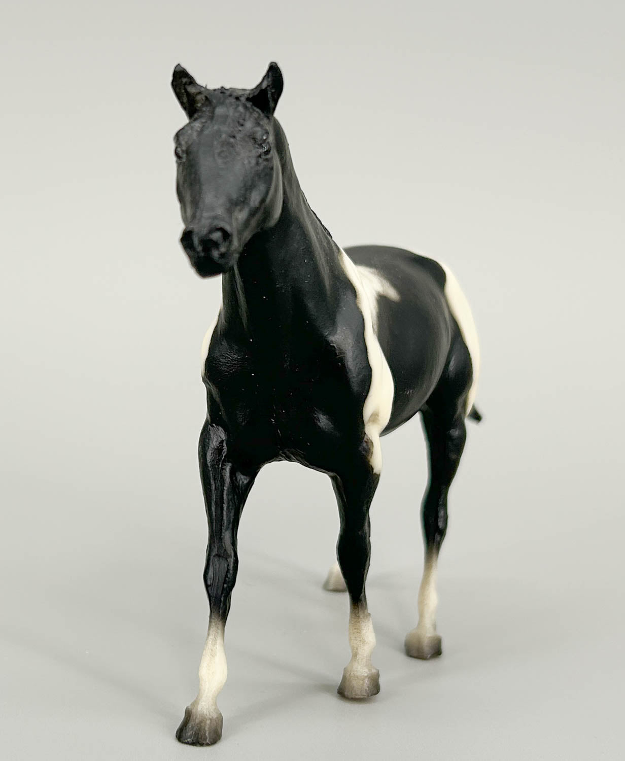 Quarter Horse Stallion, Black Pinto (sale for charity)