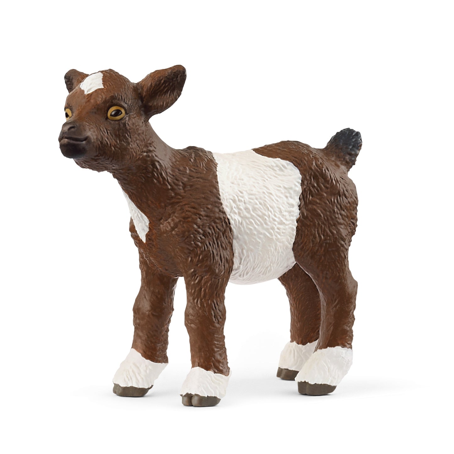 Goat Kid, Brown And White