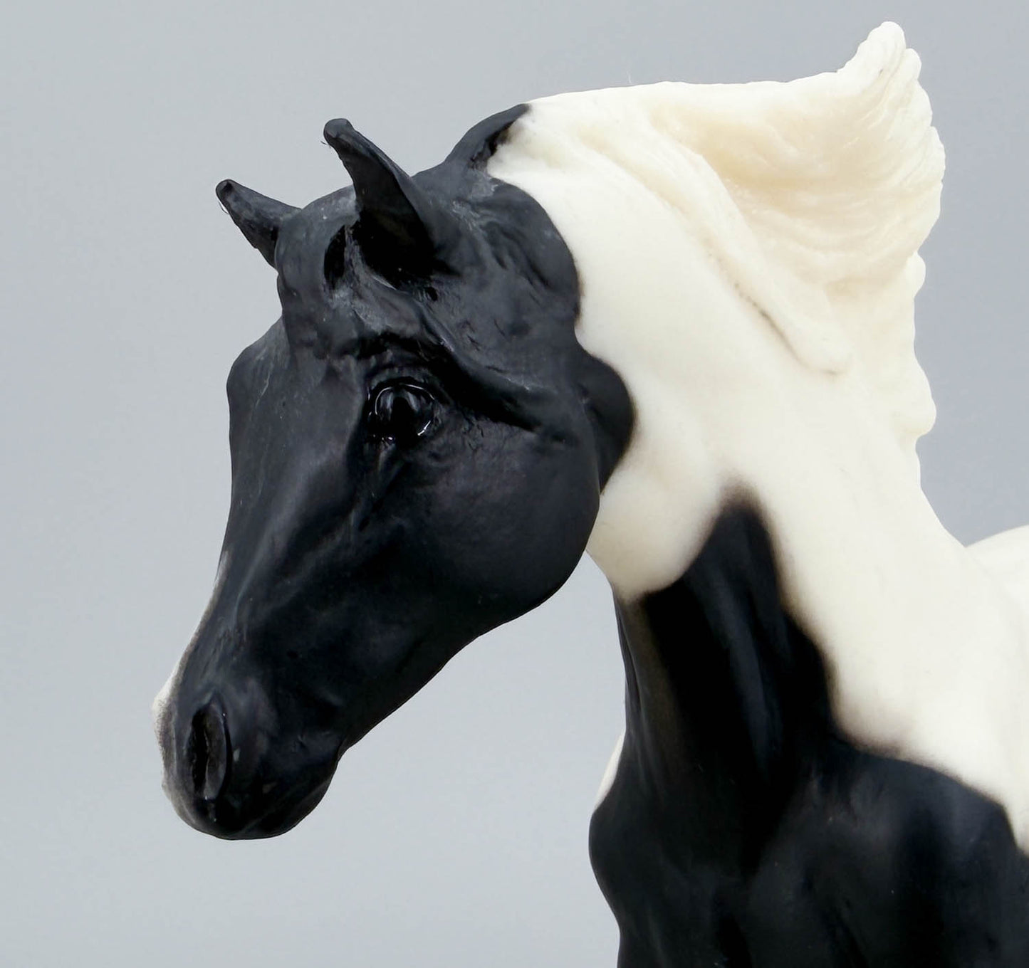 Andalusian Stallion, Black Pinto