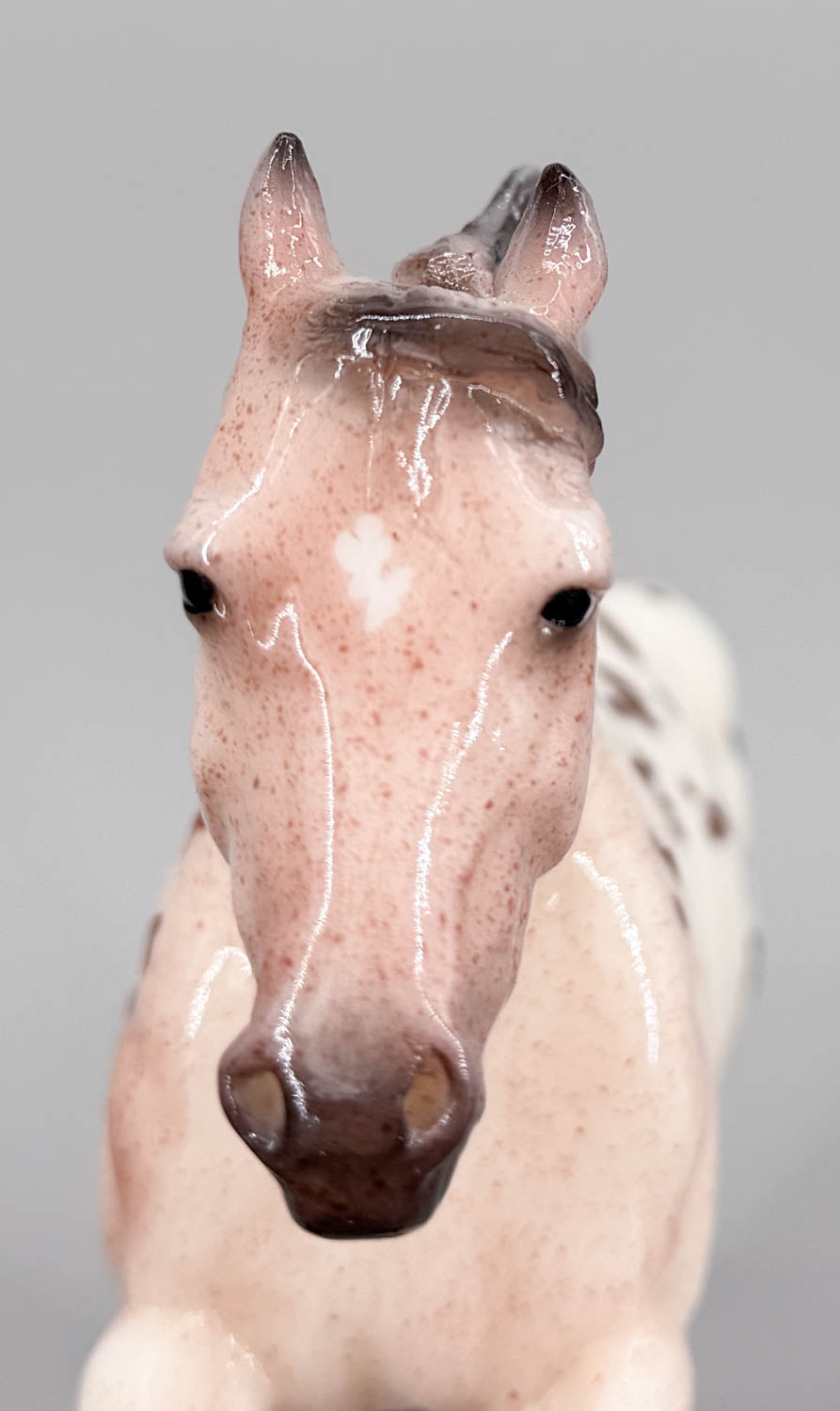 Roping Horse ~ Rambler, Glossy Bay Appaloosa - Web Special