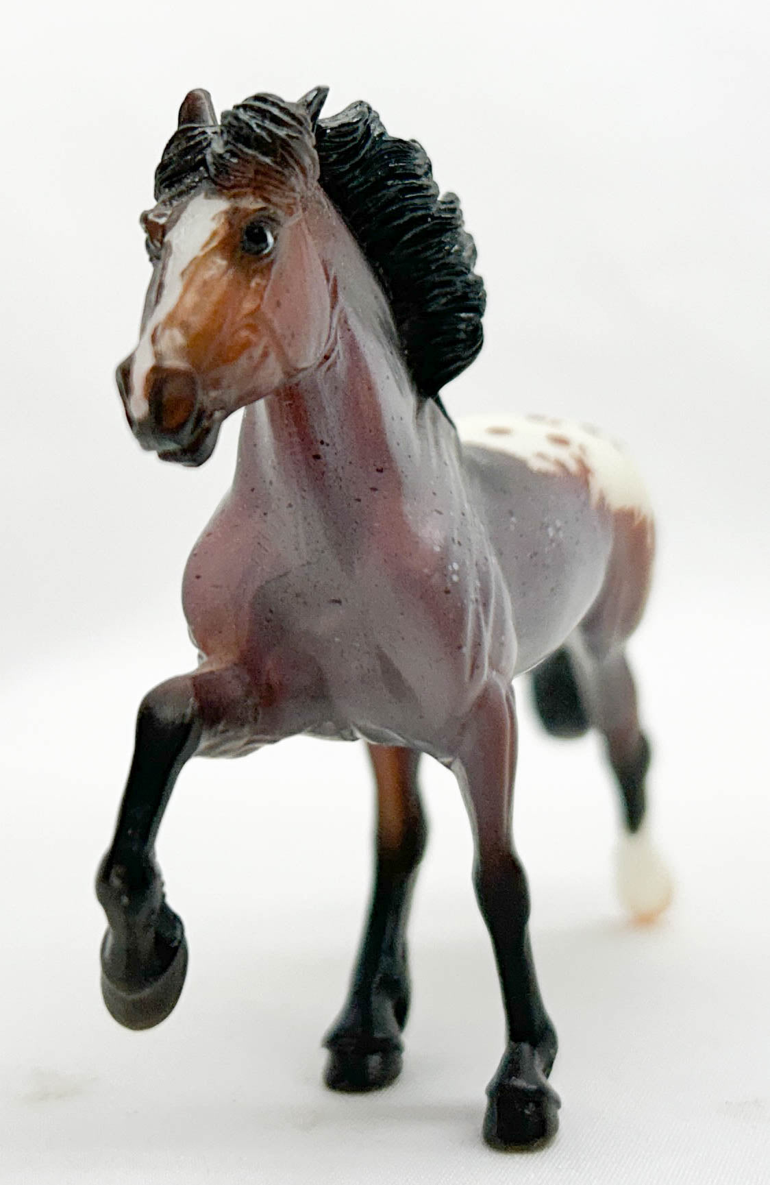 Icelandic ~ Fylkir, Bay Roan Appaloosa - SM Club