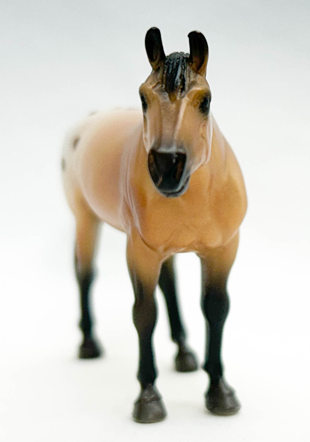 Quarter Horse, Buckskin Appaloosa