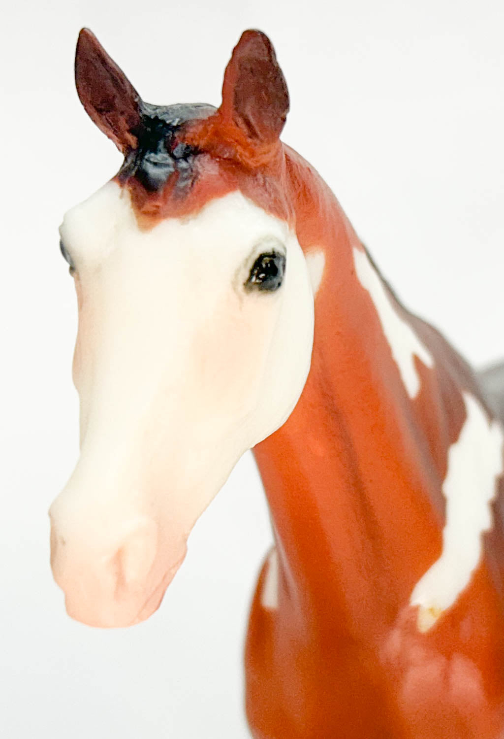 Might Tango ~ Pinto Sport Horse