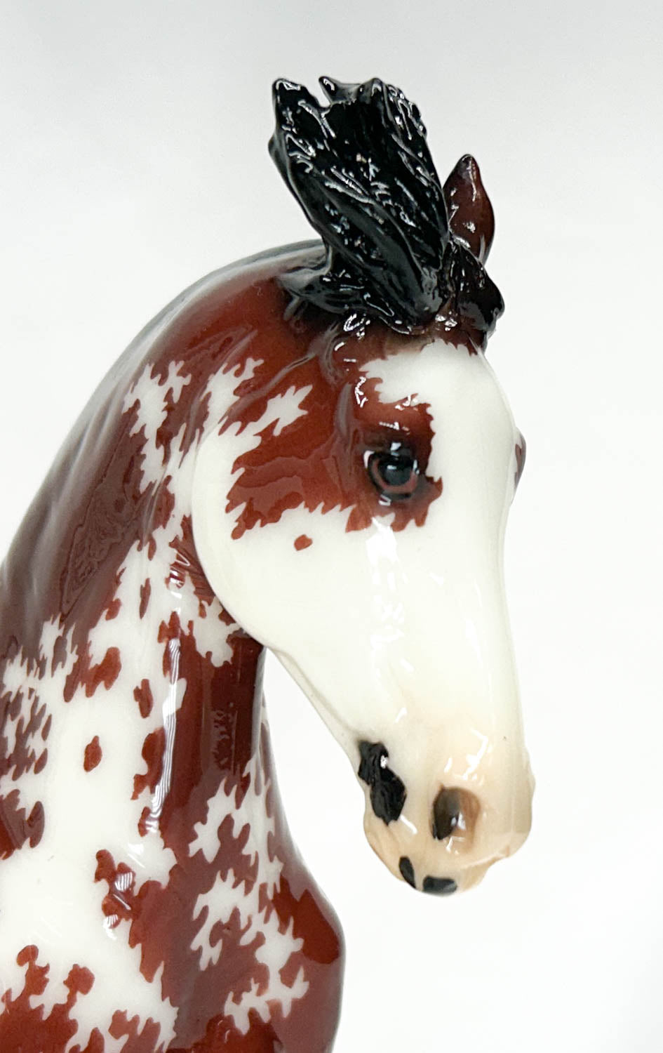 Criollo ~ Bandalero - 2024 Premier Club