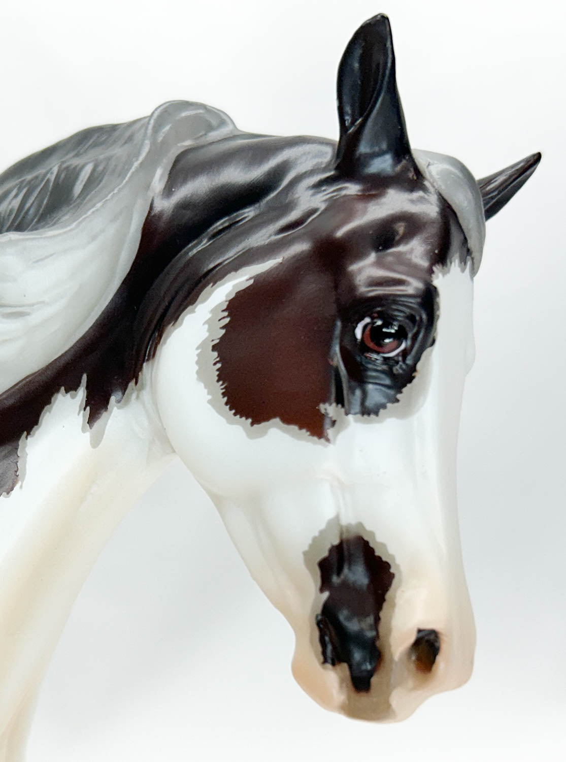 Foundation Morgan ~ Troubador - 2020 Premier Club