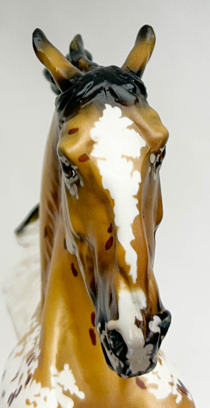 Lipizzaner Stallion ~ Adonis - 2023 Premier Club