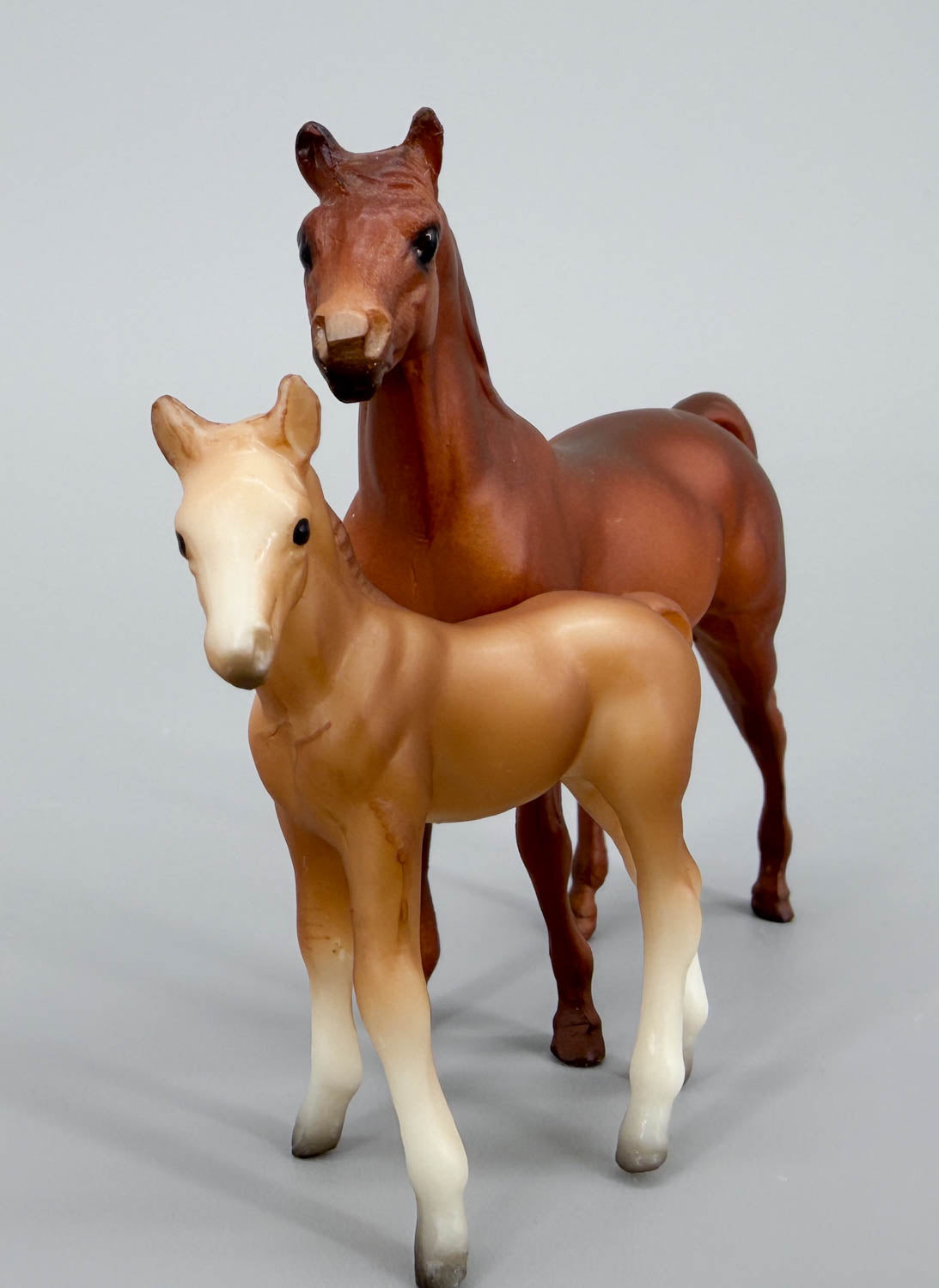 Arabian Stallion & Thoroughbred Standing Foal, Chestnut / Red Dun