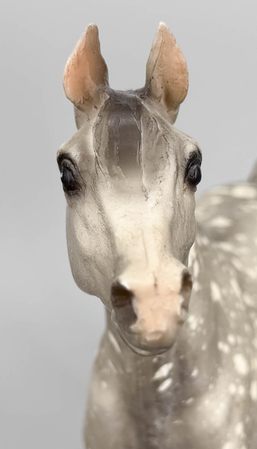Proud Arabian Stallion, Dapple Grey, Matte