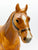 Quarter Horse Gelding, Chestnut Appaloosa
