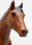Action Stock Horse Foal, Bay w/ Sock