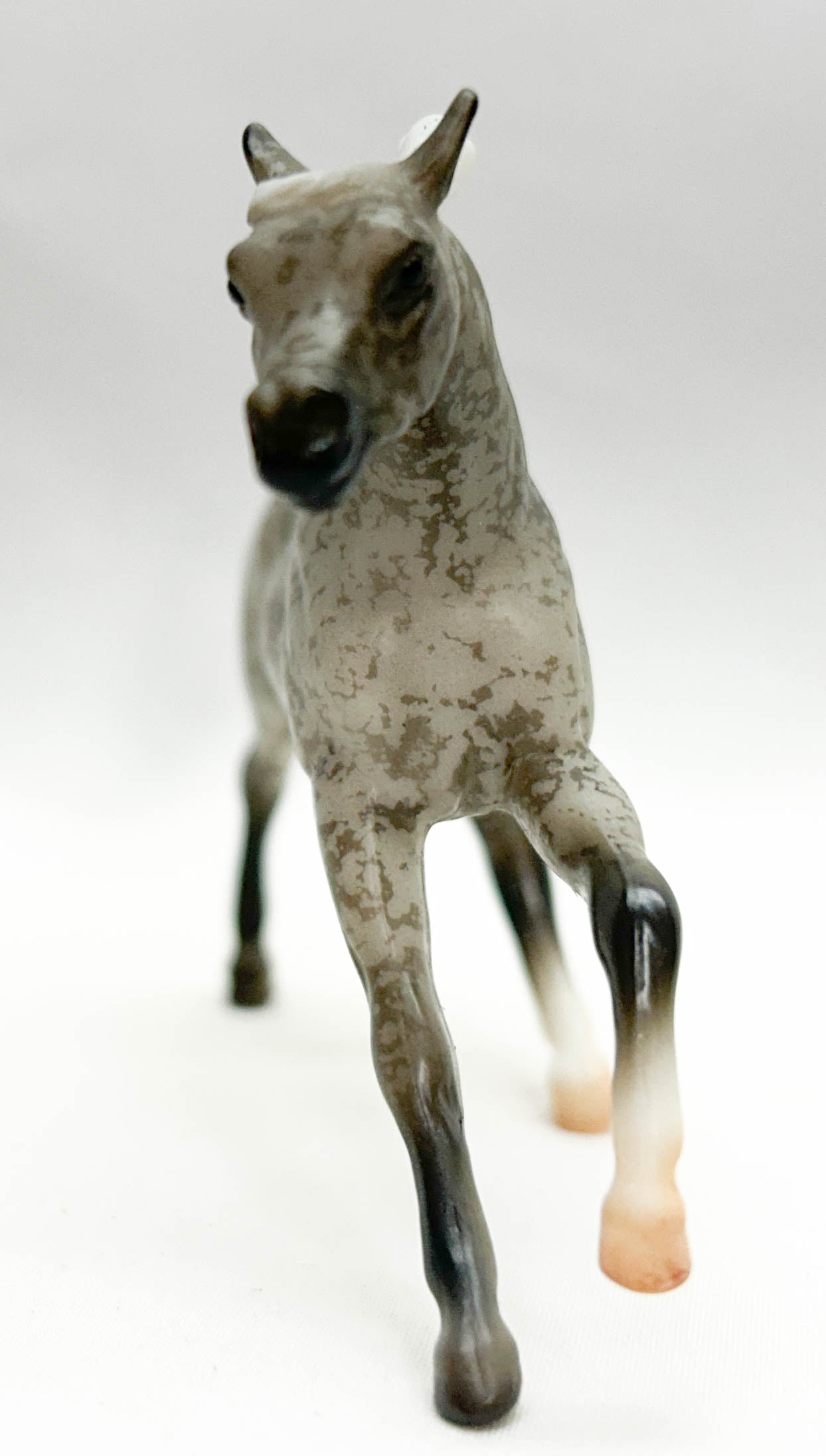 Endurance Arabian, Dapple Grey