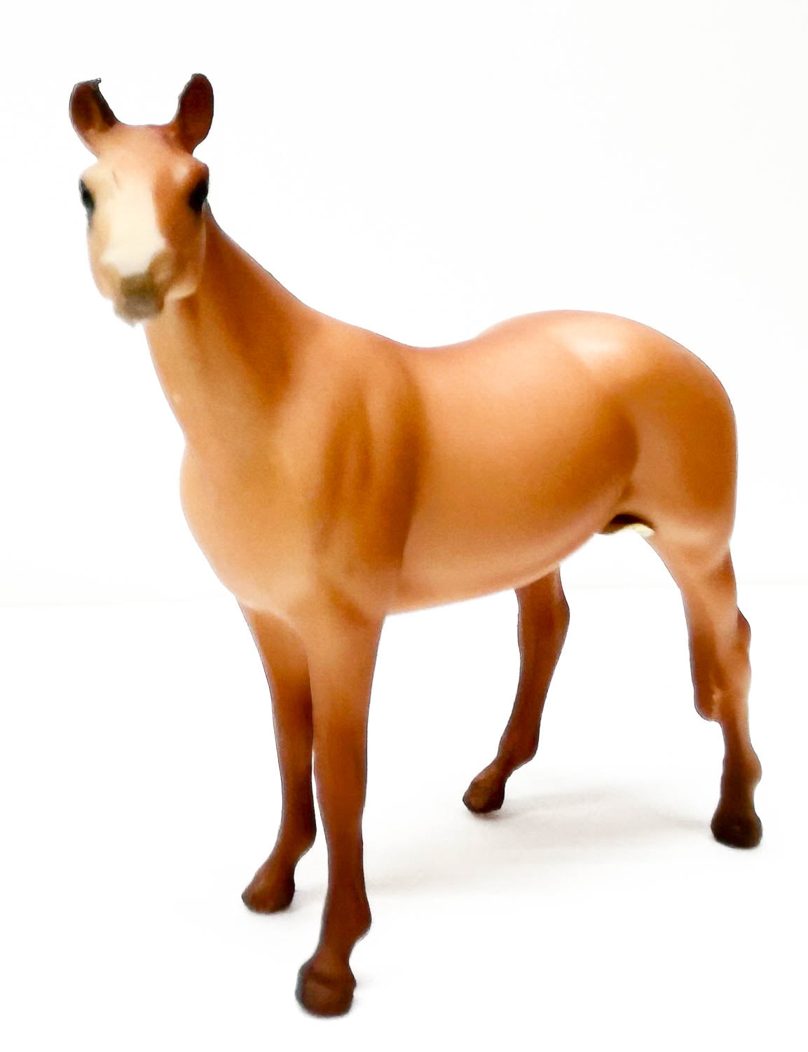 Native Dancer, Chestnut - JC Penney SR