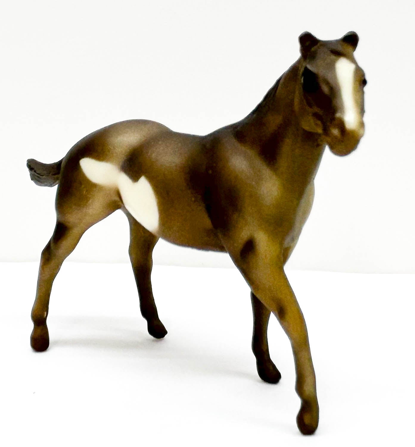 Quarter Horse Stallion, Grulla Pinto