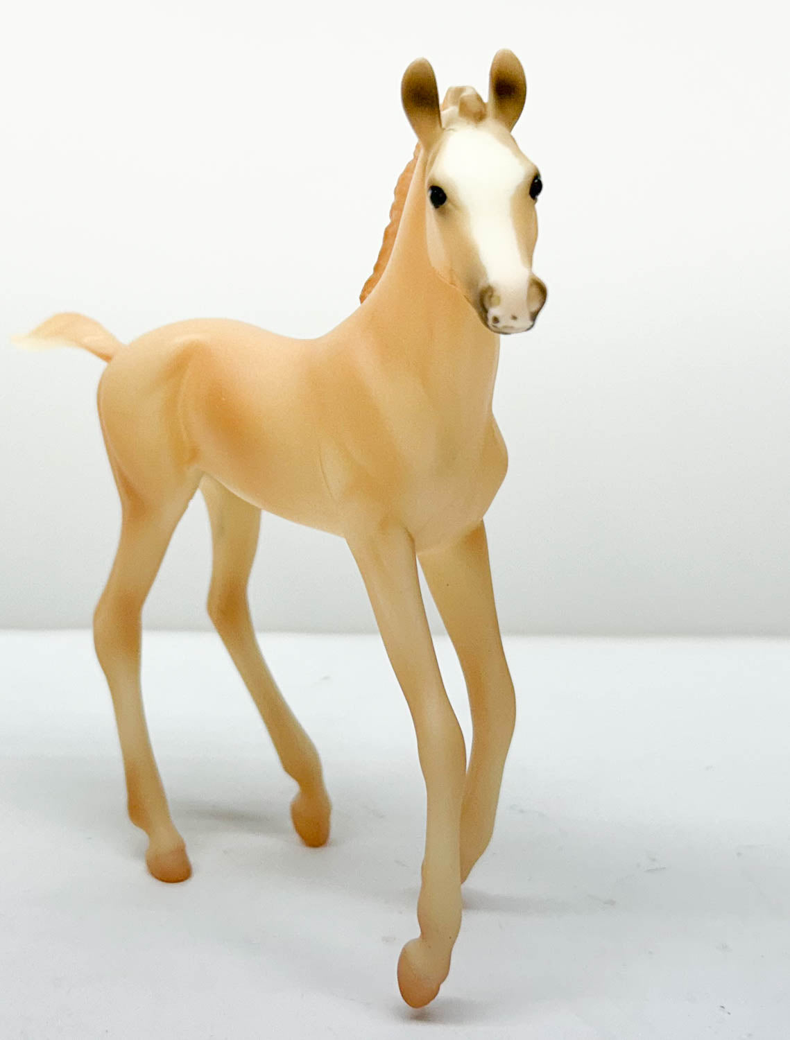 Morgan Foal ~ Cloud's Encore
