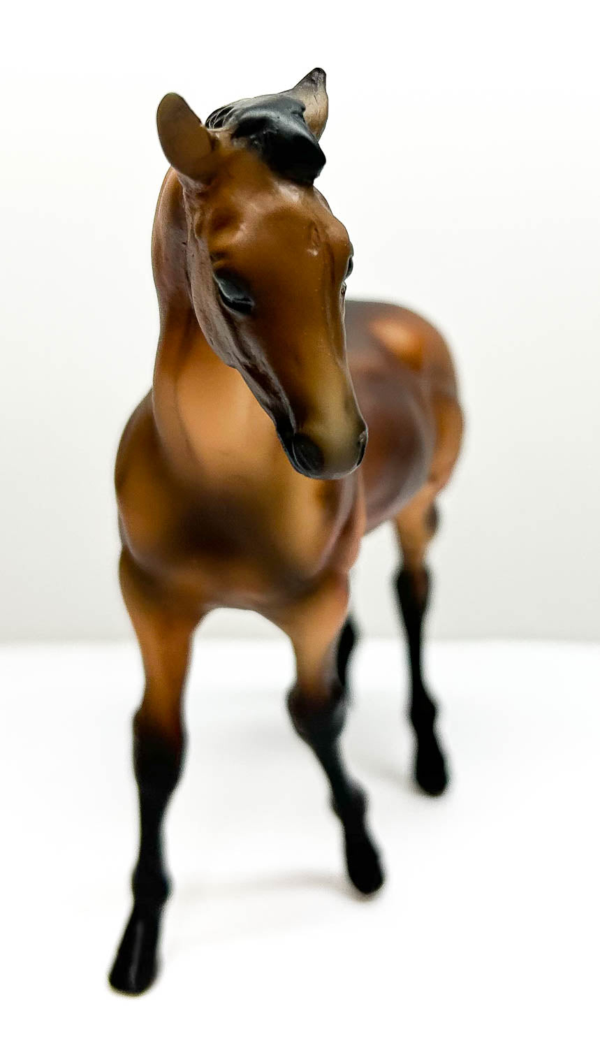 Quarter Horse Foal, Dark Bay Dun