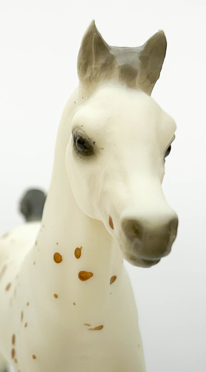 Family Foal ~ Ara-Appaloosa Foal