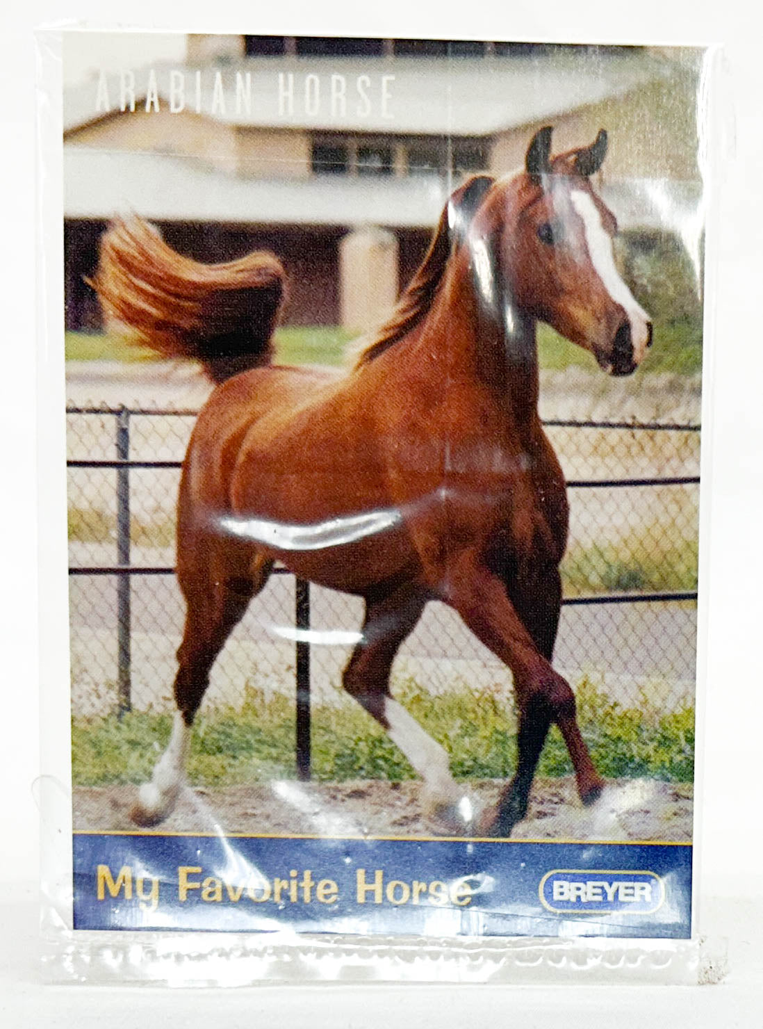 Family Arabian Stallion ~ Azhar