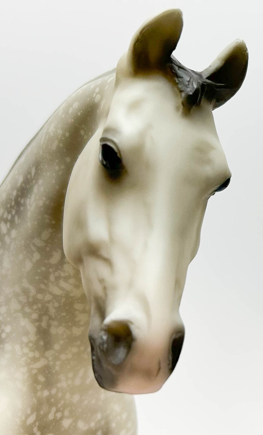 Misty's Twilight, Dappled Rose Grey - JC Penney SR