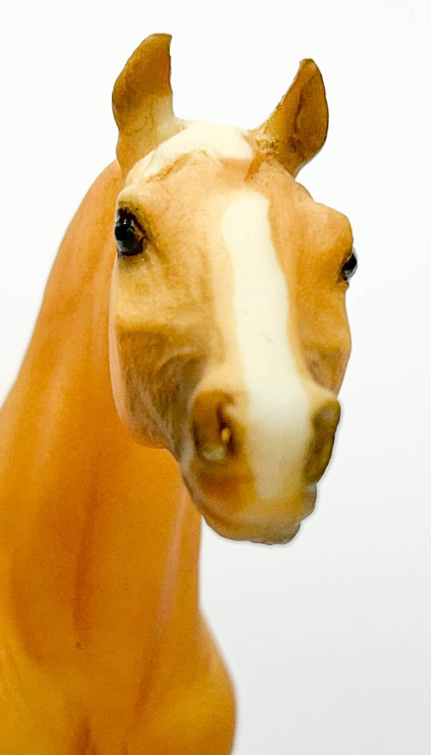 Pony of the Americas ~ Cream of Tartar w/ COA