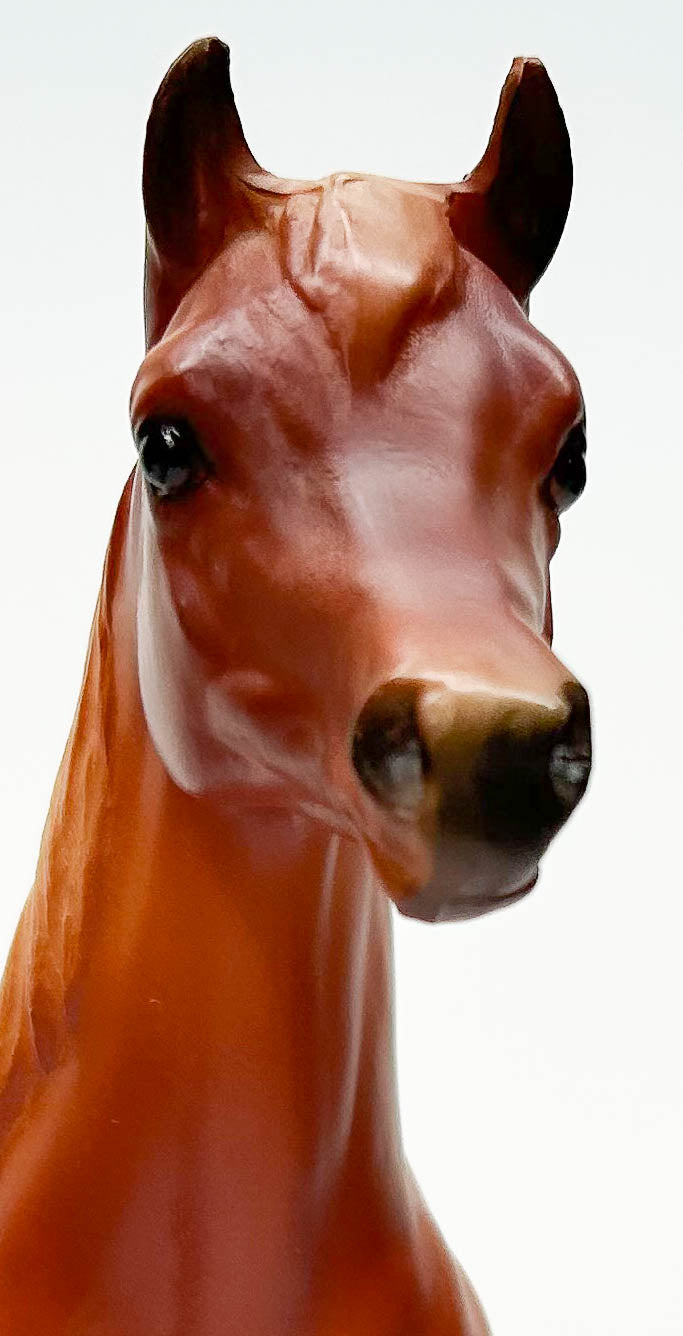 Proud Arabian Mare, Chestnut