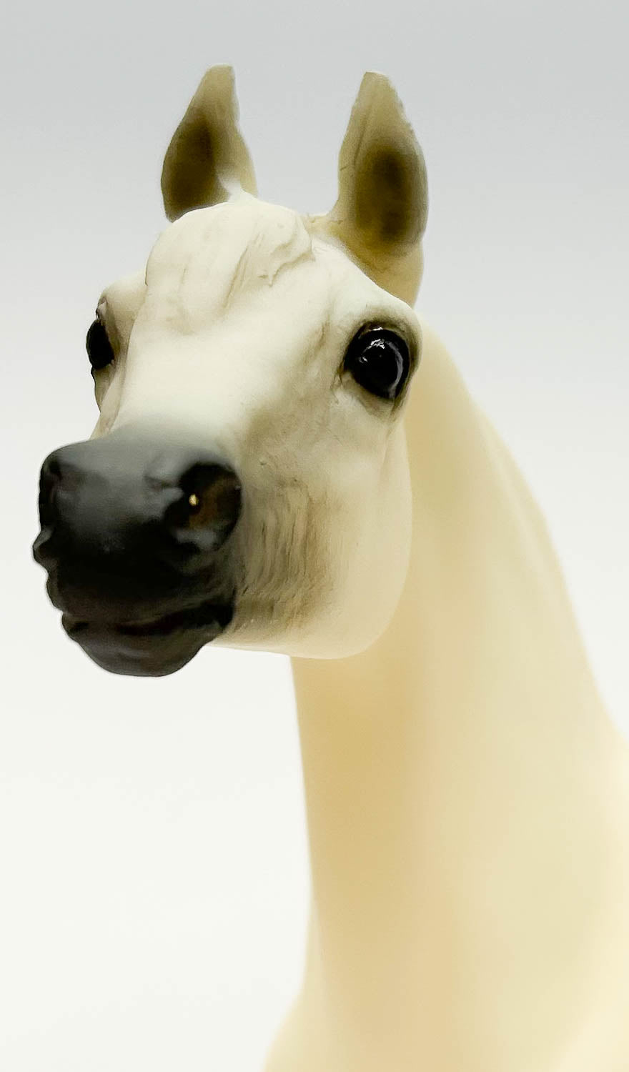 Proud Arabian Stallion ~ Buffalo Bill's Isham - 2003 TSC SR