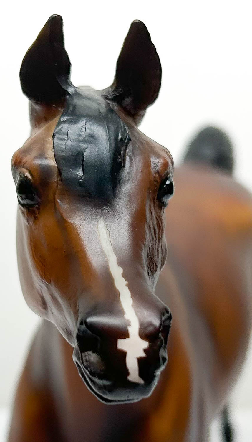 Proud Arabian Stallion ~ Thee Desperado