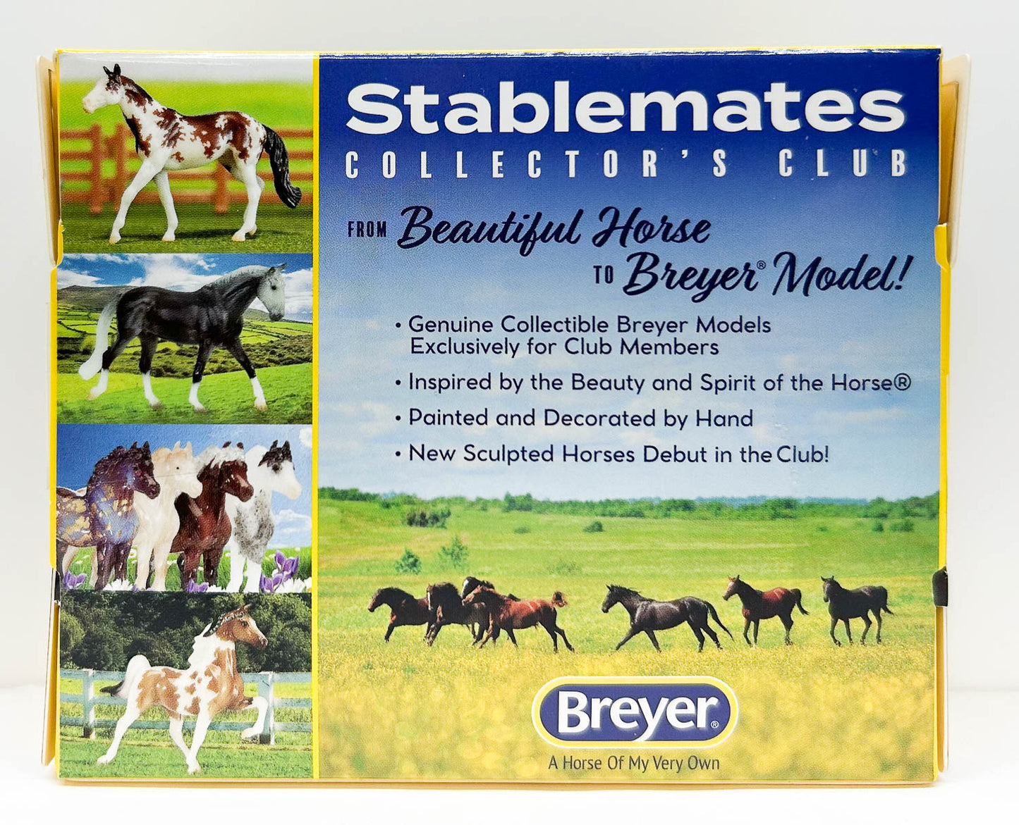 Cob ~ Chroma - 2020 Stablemate Club