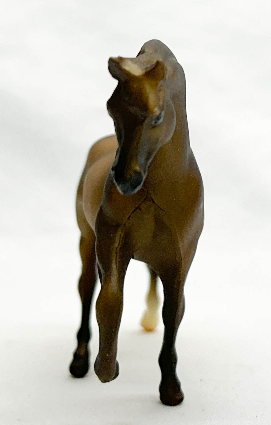 Morgan Stallion, Liver Chestnut - JC Penney SR
