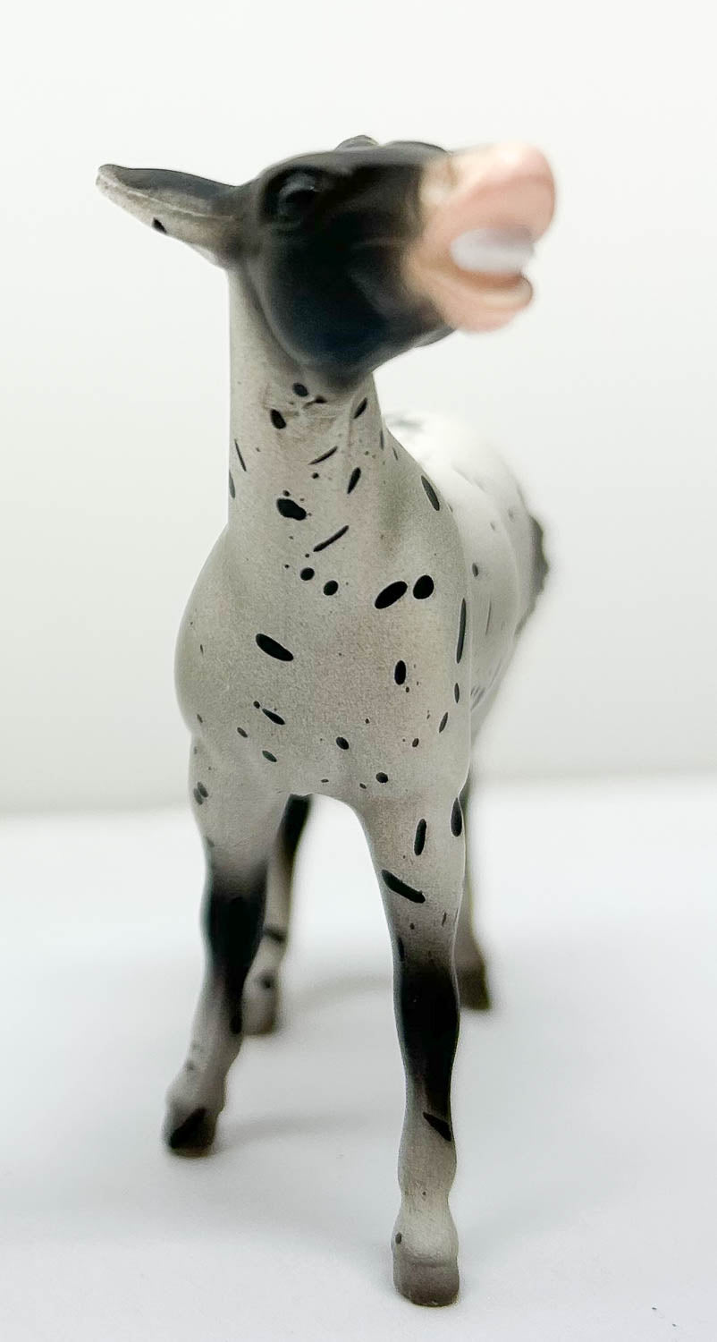 Mule, Black Appaloosa