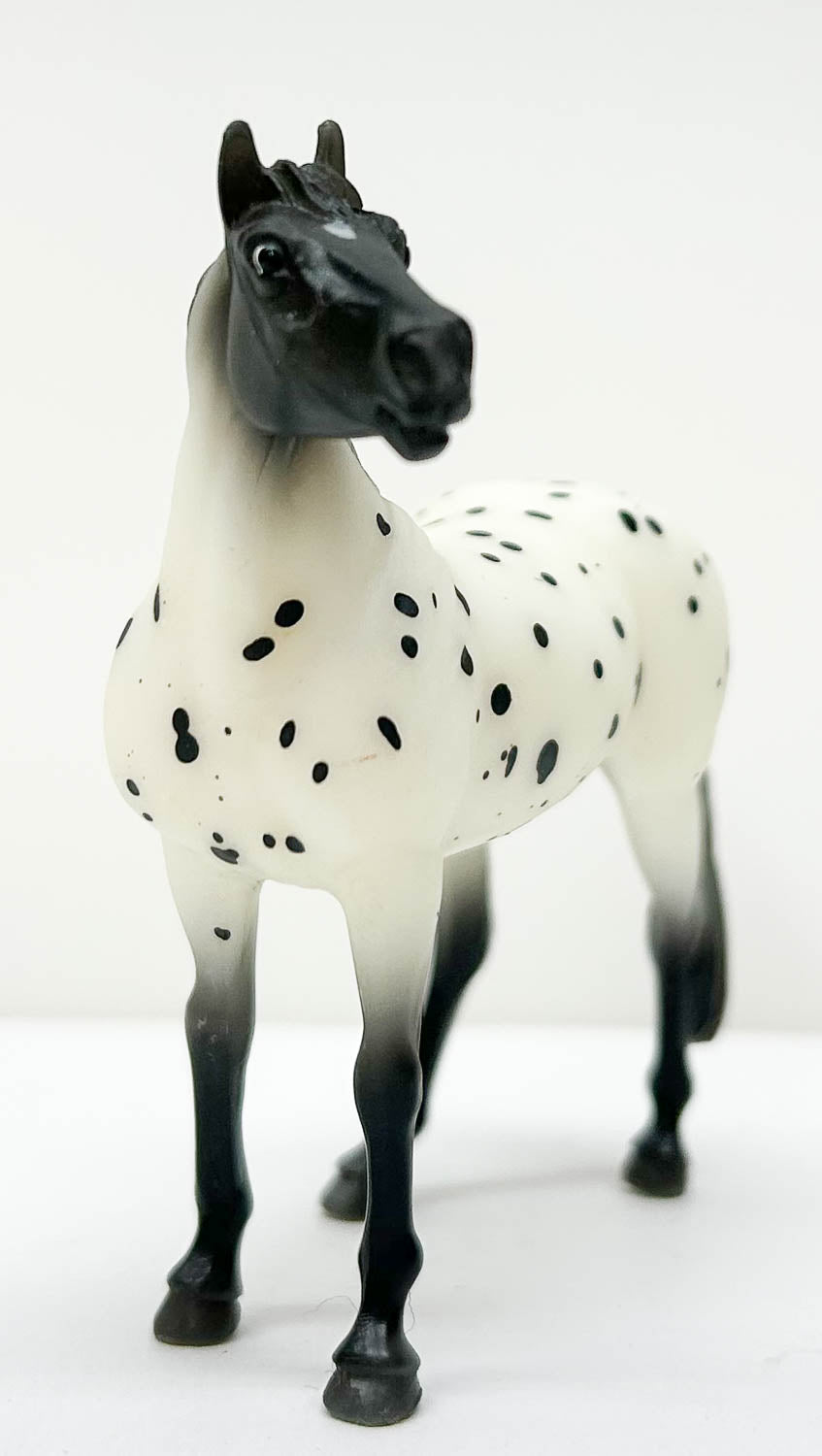 Standing Stock Horse, Leopard Appaloosa