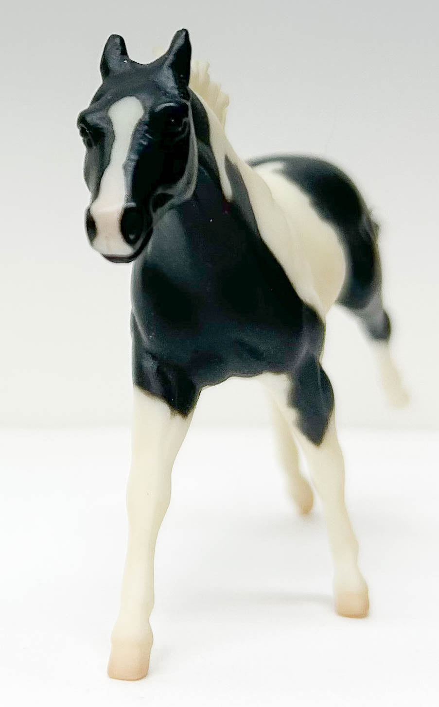 Thoroughbred, Black Pinto - JCP SR