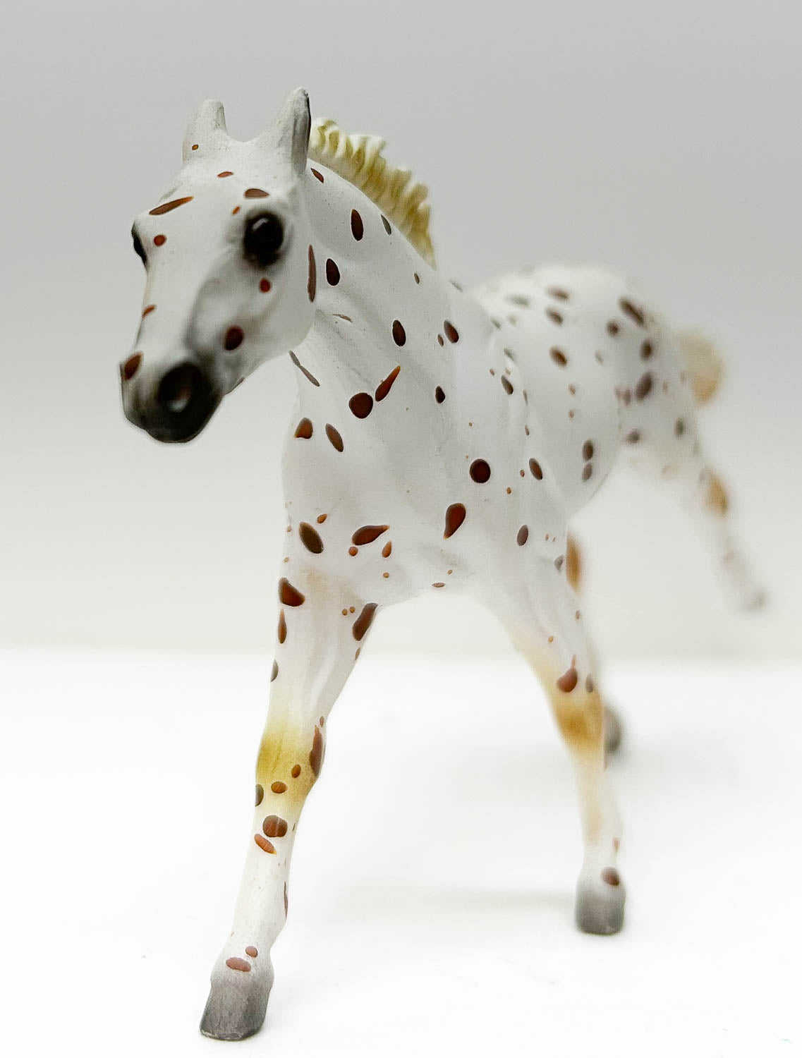 Thoroughbred, Leopard Appaloosa
