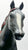 Tennessee Walking Horse, Blue Roan - WCHE SR 1500 Made - VARIATION