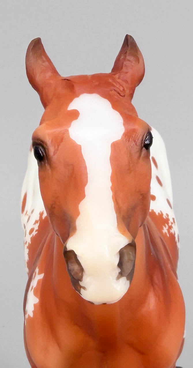 Polo Pony ~ Santino, Chestnut Appaloosa - Web Special