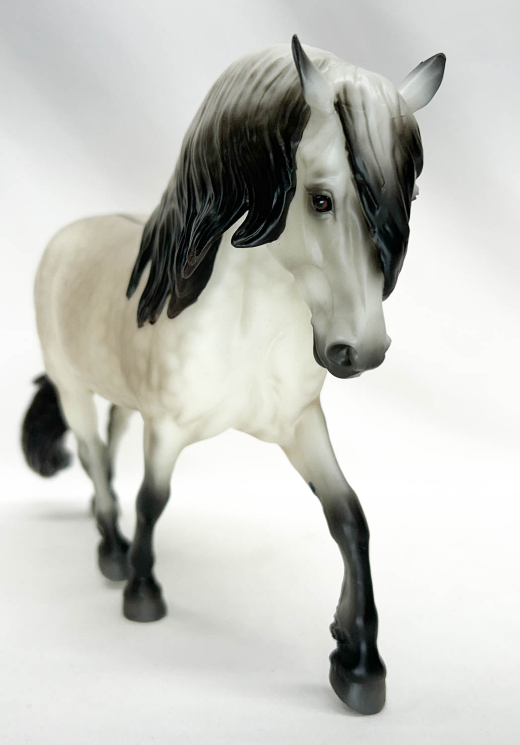 Highland Pony Stallion ~ Rowan - 2025 Premier Club