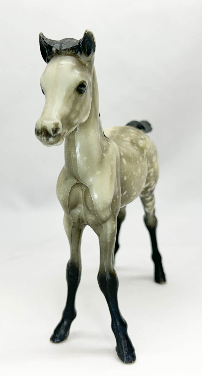 Proud Arabian Foal, Black-Point Dapple Grey - Rump Spot Pattern!