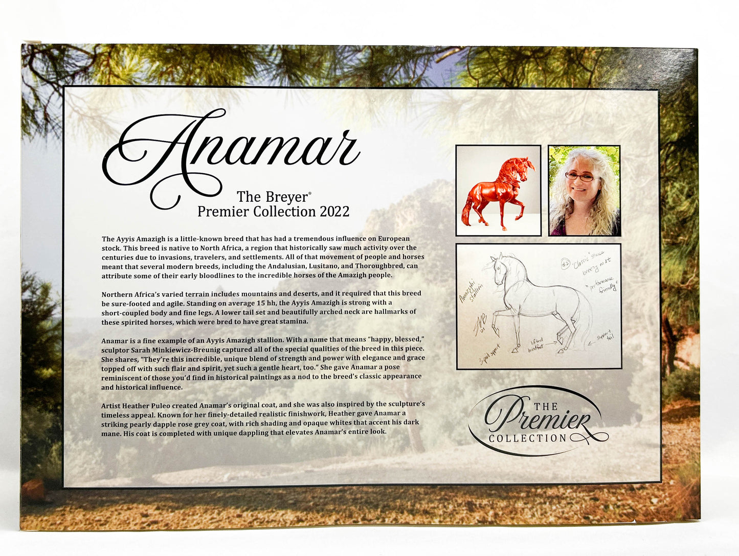 Ayyis Amazigh Stallion ~ Anamar - 2022 Premier Club