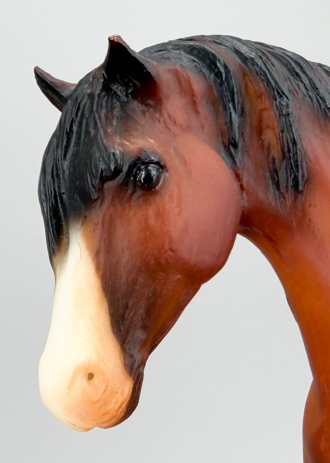 Foundation Stallion ~ Titan Glory from Eleda's herd
