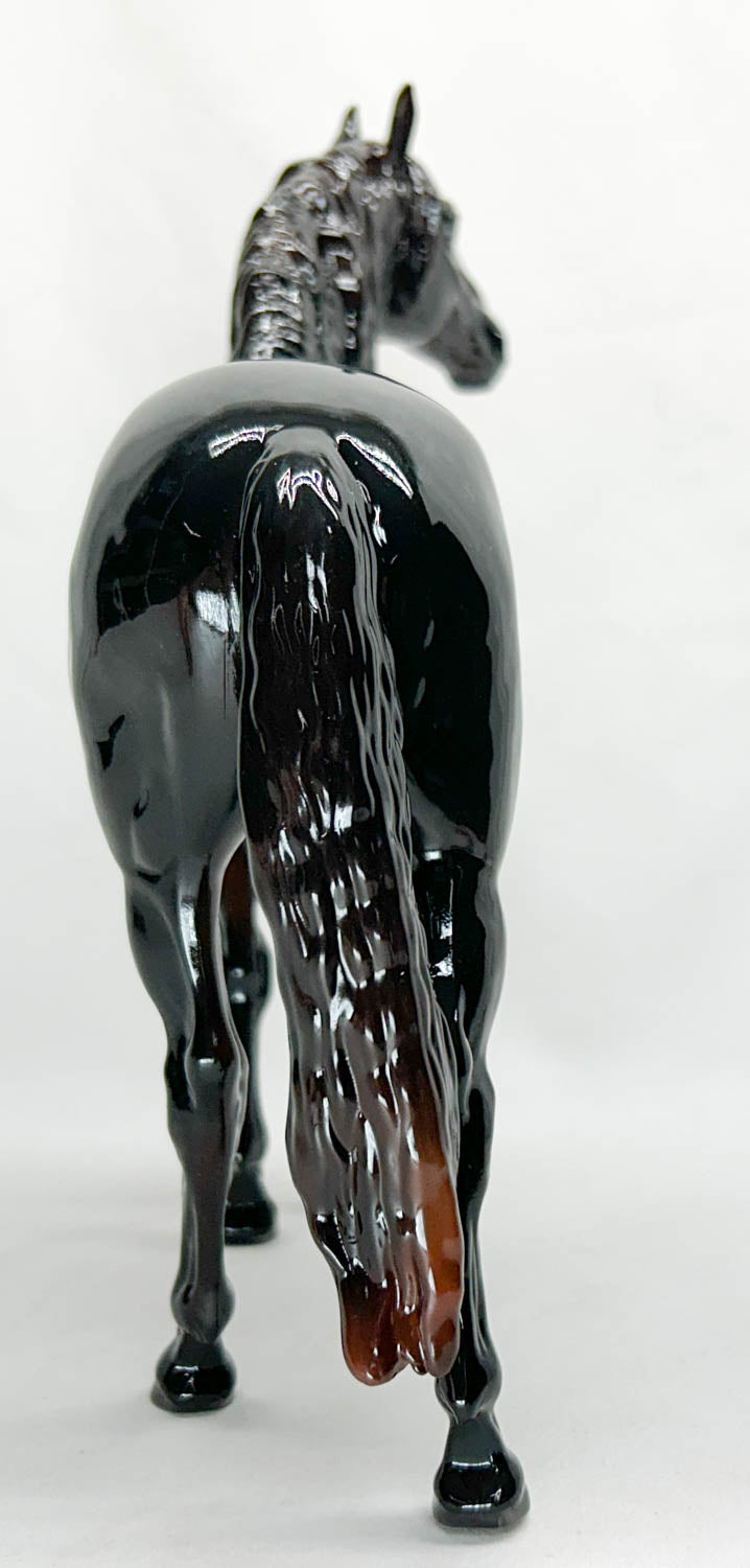 Murgese Stallion ~ Cosimo - Glossy - Premier Club