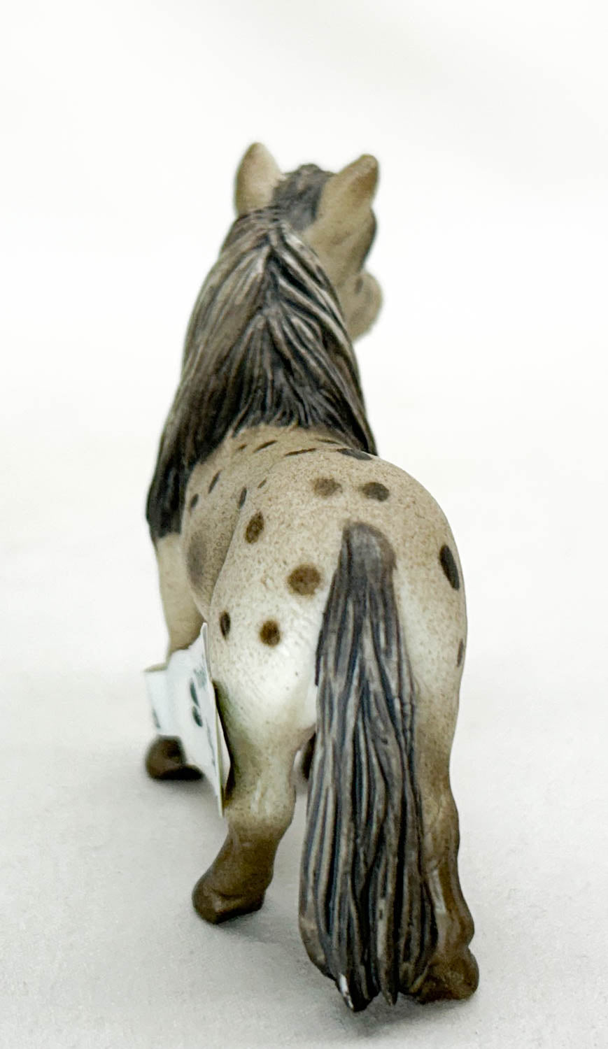 Falabella Gelding, Liver Chestnut Appaloosa