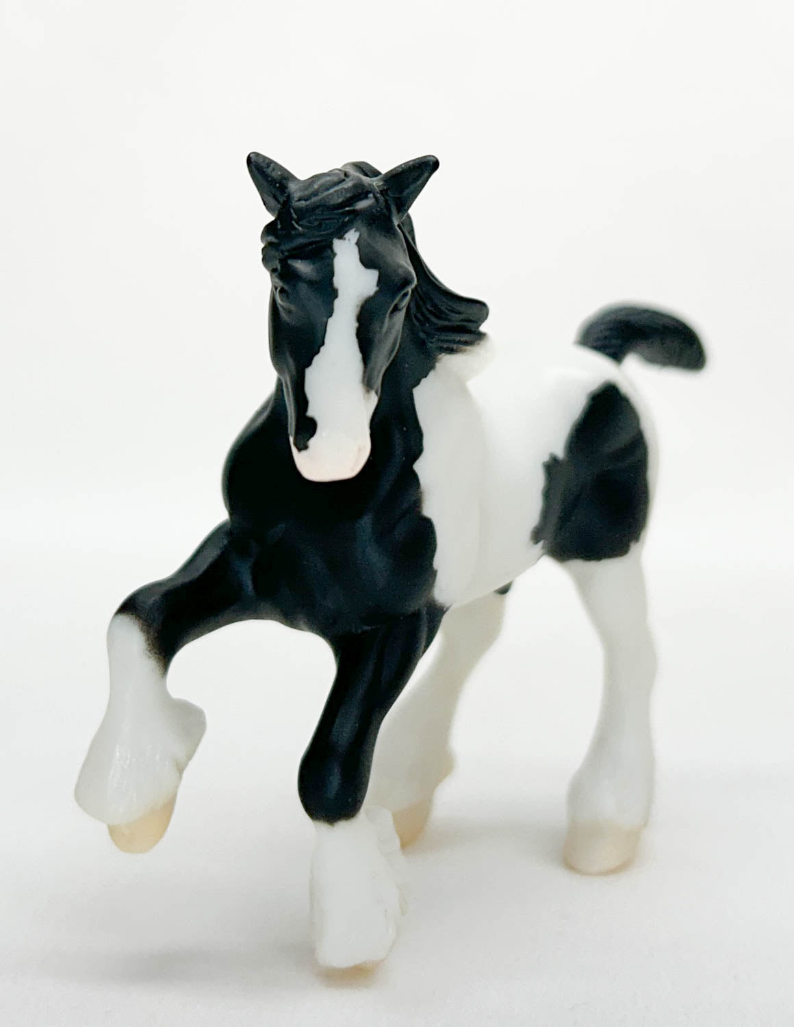 Clydesdale, Black Pinto
