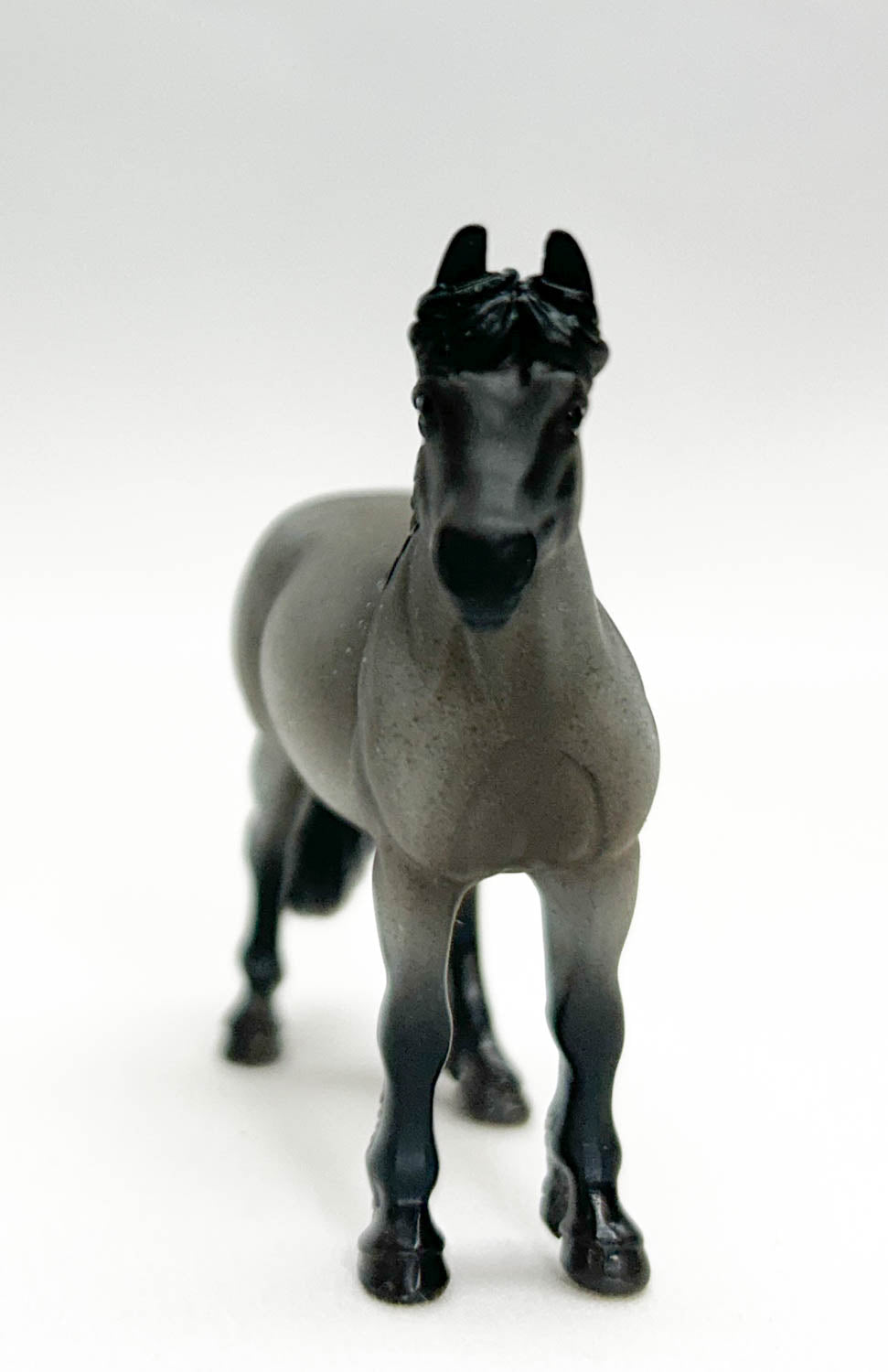 Highland Pony, Blue Roan