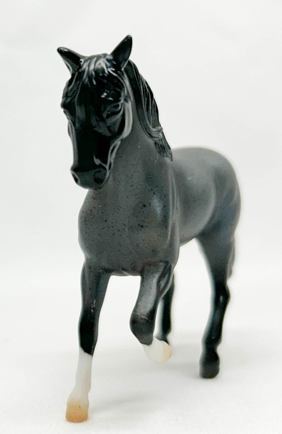 Paso Fino, Blue Roan