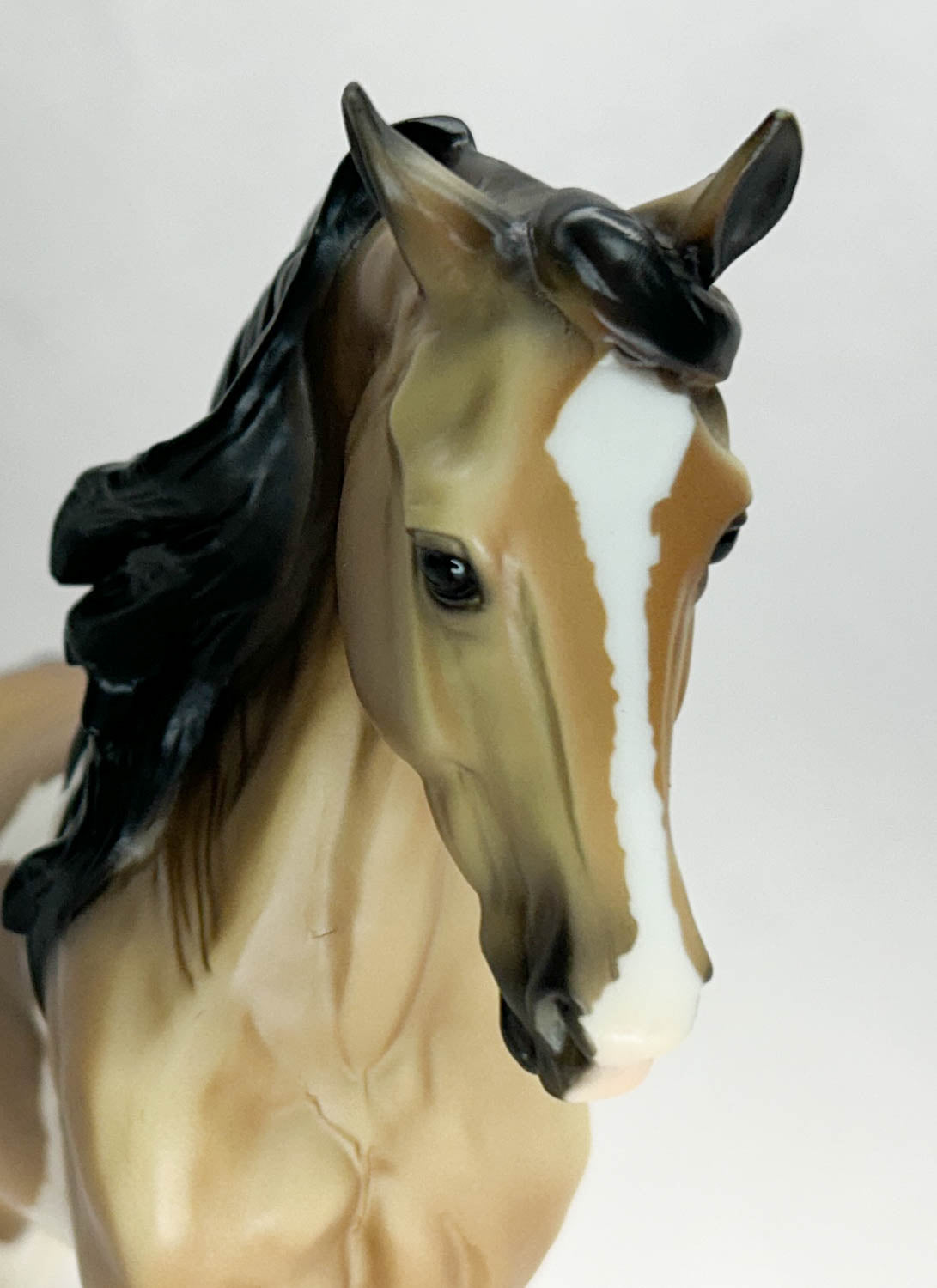 Foundation Stallion ~ Brooks - TSC SR 2025