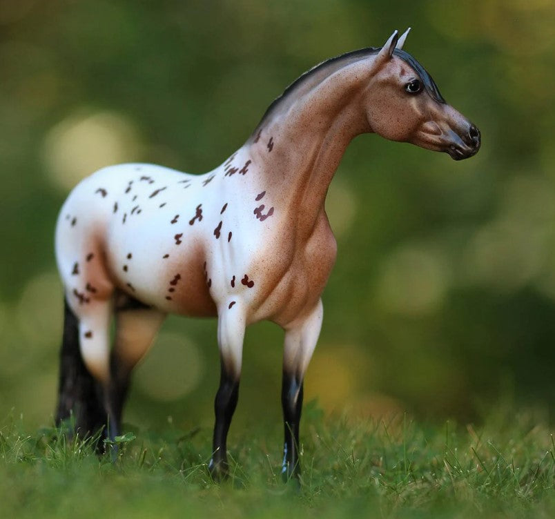 German Riding Pony ~ Ideal Series Pony of the Americas